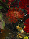 AUTUMN 5