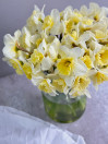 NARCISSUS