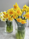 NARCISSUS