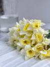 NARCISSUS
