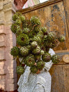 ARTICHOKE