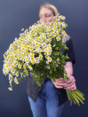 Ромашки (кустовые)