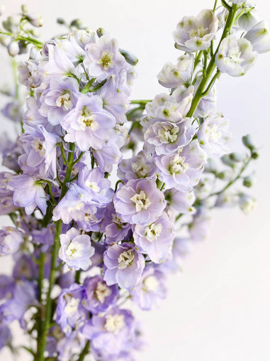 DELPHINIUM
