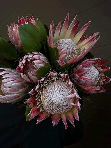 KING PROTEA