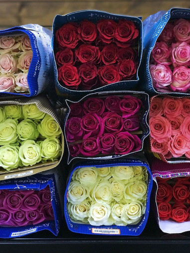 Роза Эквадор 60 см (Минимально 15шт)